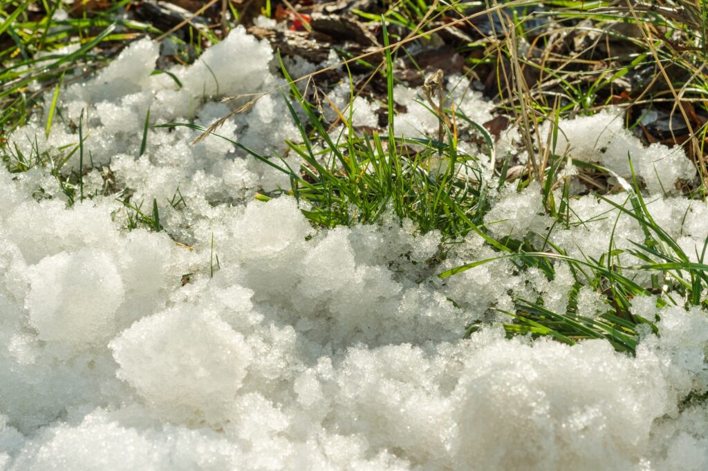Melting snow on green grass close up between winter and spring concept background